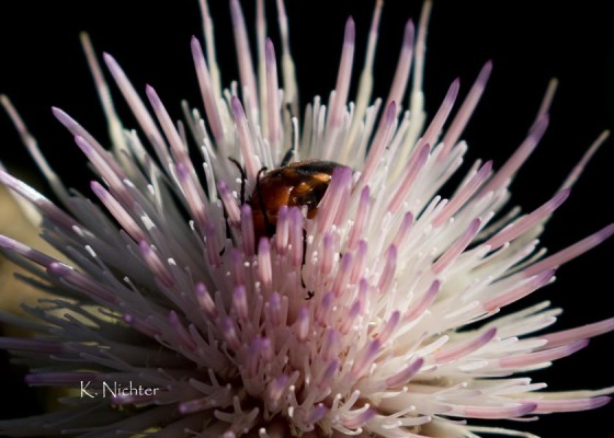 Beetle in the Flower
